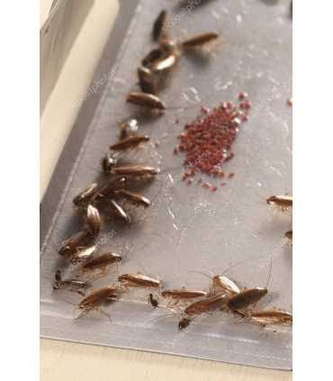 Anti Cockroach Product 24 PCS Cockroach Traps Stuck | Powerful anti cockroaches no