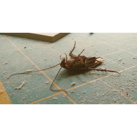 394435659064 - Polvere anti-strisciante, anti-scarafaggio anti-scarafaggio, esca e trappola per scarafaggi