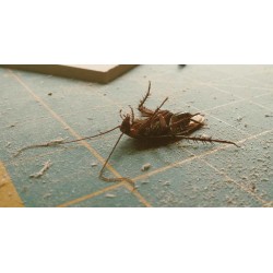 4U-XLX8-99IE - Polvere anti-strisciante, polvere anti-scarafaggi, esca e trappola per scarafaggi