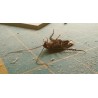 4U-XLX8-99IE - Polvere anti-strisciante, polvere anti-scarafaggi, esca e trappola per scarafaggi