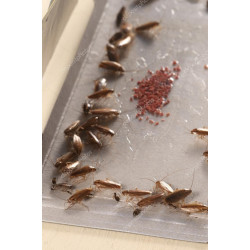 V7-W9QU-NQDV - Polvere anti-strisciante, polvere anti-scarafaggi, esca e trappola per scarafaggi