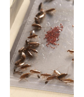 Anti Cockroach Product 12 PCS Cockroach Traps Stuck | Powerful anti cockroaches no